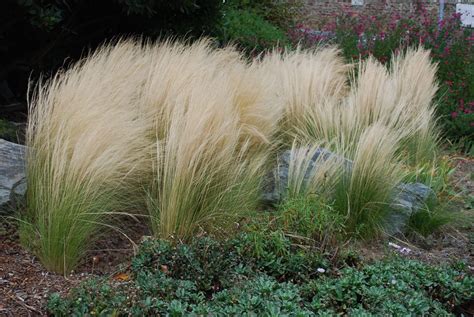 R Ussir La Plantation Dune Stipa Tenuissima Jardin Pratique