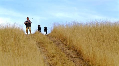 Best Driven Pheasant Hunting Lodge in USA