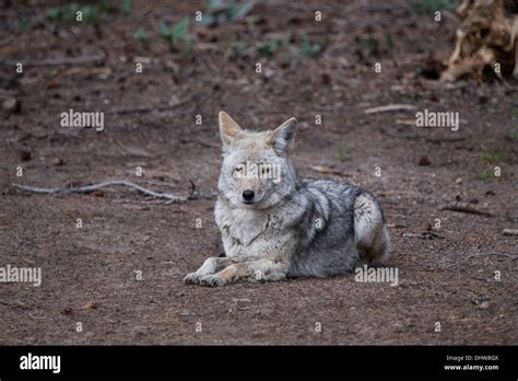 Wild Timber Wolf In Yosemite Park Usa Stock Photo Alamy
