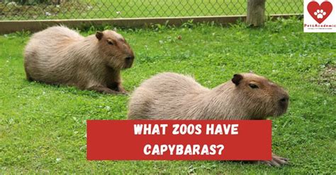 What Zoos Have Capybaras? Read This to Find Out About The Zoos That