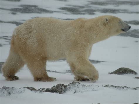 The Northern Frontier Spotting Polar Bears In Churchill Winnipeg Sun