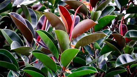 Ficus Elastica Also Known As The Rubber Fig Rubber Bush Rubber Tree