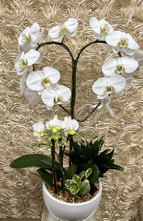 Orchid Bloom: A Journey Into The Heart Of Nature! Image 11