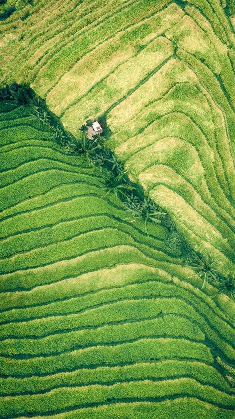 An Aerial View Of Green Rice Fields