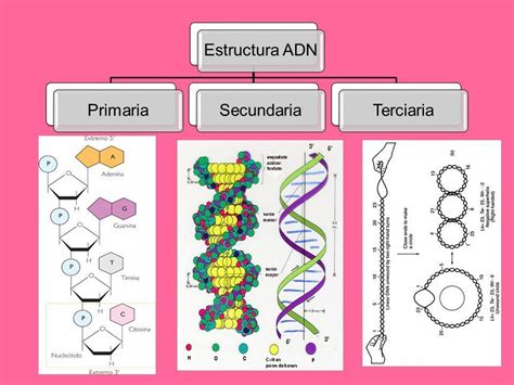 Biolog A Molecular Mind Map