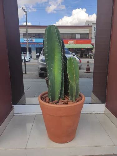 Planta Cacto Mandacaru Vaso Decorativo Parcelamento Sem Juros