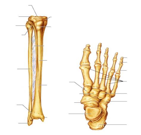 Tibia And Fibula And Foot Labelling Diagram Quizlet