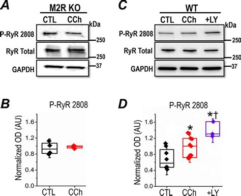 Muscarinic Dependent Phosphorylation Of The Cardiac Ryanodine Receptor