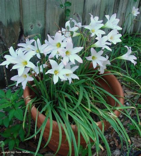 The Rainforest Garden Rain Lilies The Spirit Of Southern Gardens