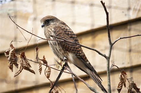 Rapace Oiseau De Proie Photo Gratuite Sur Pixabay Pixabay