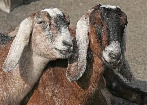 Two Female Goats Royalty Free Stock Images Image 29921389