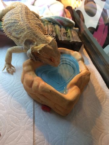 Sarah's Bearded Dragon Rescue: Drinking from a Water Bowl