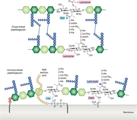 Uncovering The Activities Biological Roles And Regulation Of