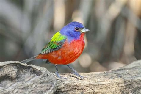 Facts About Painted Buntings With Photos Bird Feeder Hub