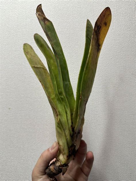 Yahooオークション K5 希少 Aloe Haemanthifolia Kumara 眉刷毛錦