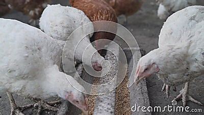 Domestic Chicken Hens And Ducks Eat Sharing Food From A Feeding Trough