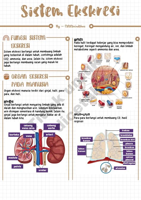 SOLUTION Sistem Ekskresi Biologi By Catatanindahns Studypool