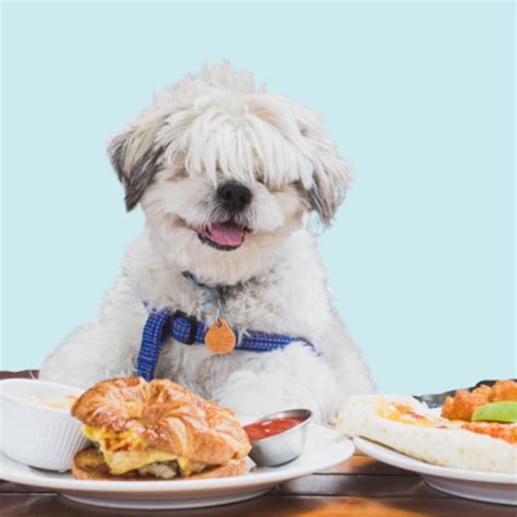 Our Favorite Dog Friendly Restaurants in every neighbhorhood – Ask Philly