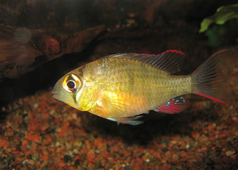 Bolivian Ram Care (Mikrogeophagus altispinosus) - Aquarium API