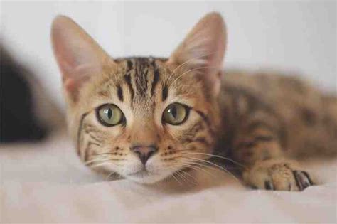 Gato maullando en condominio: lo que dice la ley - GatosPerros.net