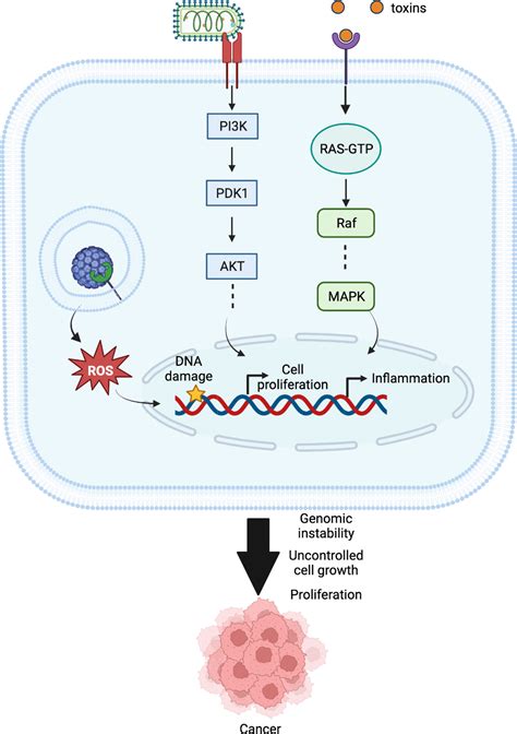 Frontiers Pathogen Driven Cancers From A Structural Perspective