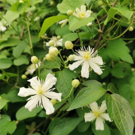 Clematis Paul Farges Syn Clematis X Fargesioides Clematis Summer