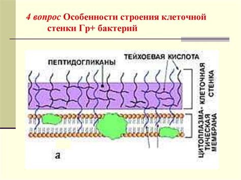 Бактериальная клеточная стенка 1 часть - презентация онлайн