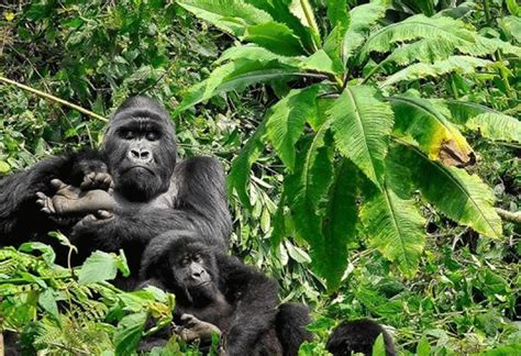 Conditions For Successful Gorilla Trekking In Rwanda Safari Vacations