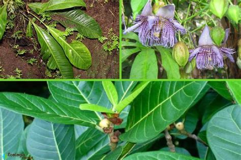 FLORA y FAUNA de COSTA RICA Características y ejemplos