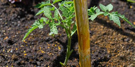 What Is The Best Mulch For Tomato Plants Mulching Tips