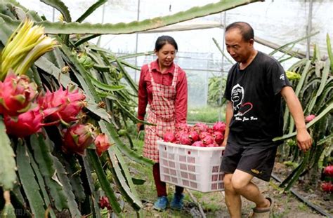 農村種植什麼比較容易收入高又穩當三種農作物就不錯 每日頭條