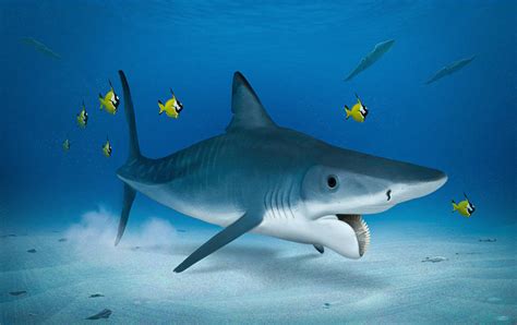 helicoprion  kepyle  deviantart