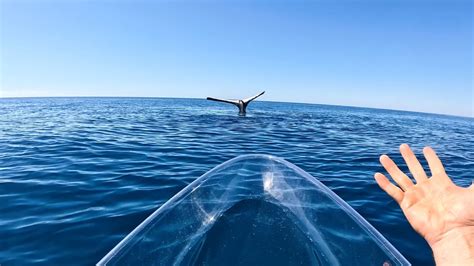 Incredible Video Of Humpback Whale Tale Sailing In The Ocean Watch