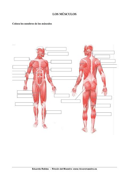 El Cuerpo Humano Educaci N Primaria