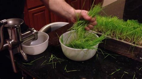 How To Grow Wheatgrass Youtube