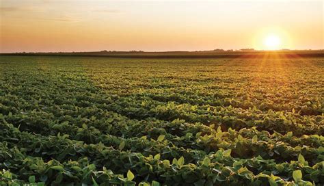 La Agricultura Podría Devolver El 50 De Las Tierras De Cultivo A La