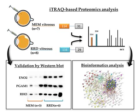 Ijms Free Full Text Itraq Quantitative Proteomic Analysis Of