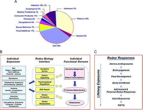 Redox biology is at the interface between an individual 0 s exposome... | Download Scientific ...