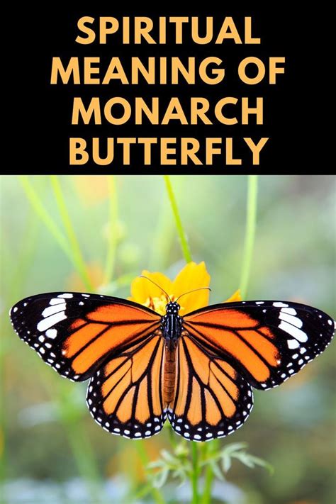 Monarch Butterfly Spiritual Symbolism Explained