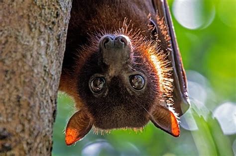 Flying Fox Facts Little Aussie Bat