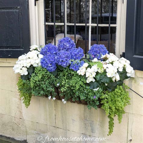 Flower Box Planter Flowers Best Flower Site