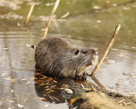 Coypu | Zoopedia Wiki | Fandom