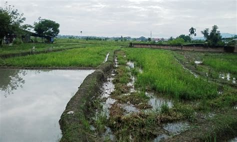 Curah Hujan Tinggi Petani Jagung Pematang Siantar Khawatir Tanaman