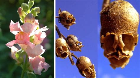 Dead Snapdragon Flowers Looks Like A Weird Skull