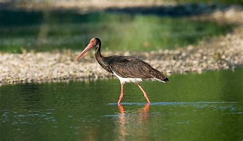 Drava River - WorldAtlas