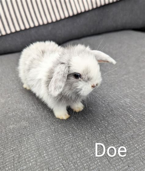 Holland Lop Rabbits For Sale Wake Forest Nc