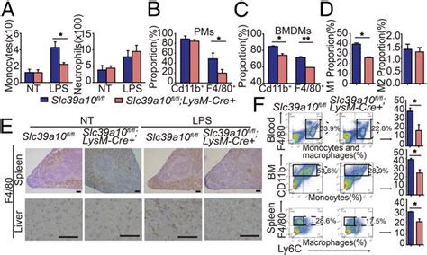 Slc39a10 Fl Fl LysM Cre Mice Have Reduced Numbers Of Macrophages