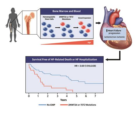 Identified Mutations In Blood Cells That Accelerate Heart Failure