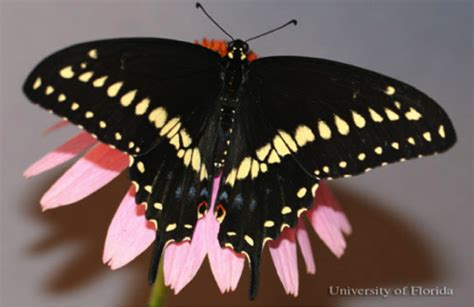 Life Cycle of the Black Swallowtail Butterfly (Papilio polyxenes ...