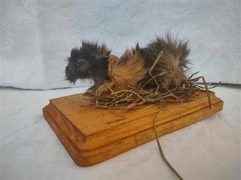 Guinea Pig Taxidermy Etsy